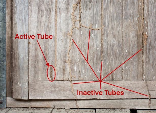 Inactive termite mud tubes will be dry, brittle, and light colored like dry dirt.