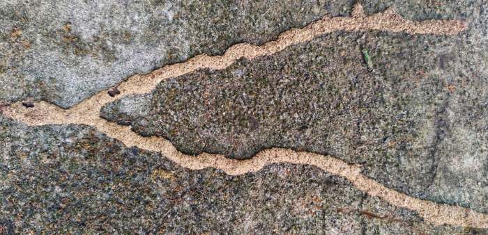 Termite mud tubes will often fork like the branches of a tree as the termites forage for food.