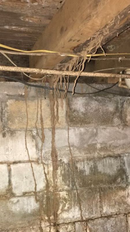 Termite drop tubes can be found in basements and crawls especially. These will extend from wood members where termites are actively working, back to the soil (or the colony).
