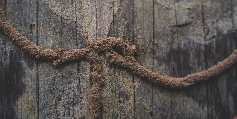 Exploration mud tubes can be found on walls, floor joists, foundations, and other similar areas.