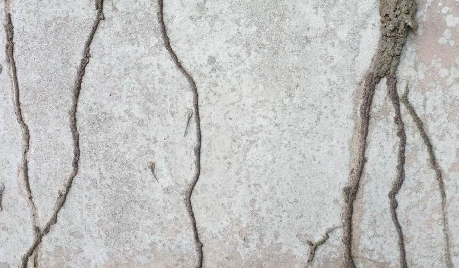 Exploration mud tubes are used by worker termites to search for new potential food sources. Learning how to identify termite mud tubes like these will help you combat potential termite infestations.