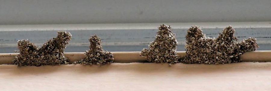 Termite swarm tubes (aka, castle tubes) come in a variety of shapes and sizes. These are used by termite swarmers (alate reproductive kings and queens) as they emerge from the colony to fly to a new destination and begin a new colony.