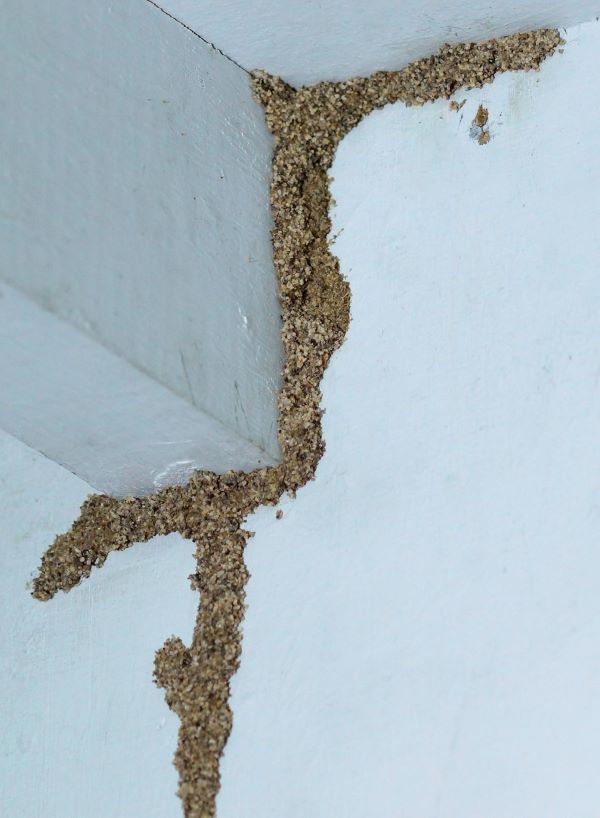 Worker mud tubes can be found in about any area. These will usually appear on the surface of structural materials like wood and drywall and seem without visibly connecting to the ground.