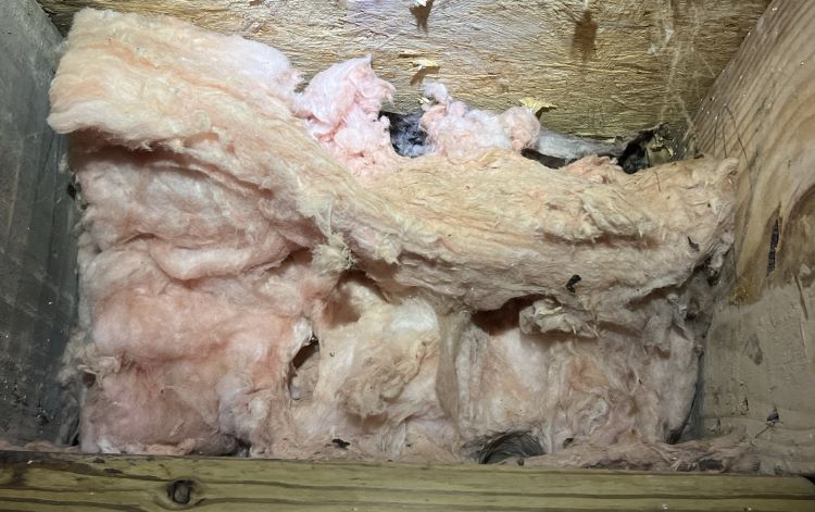 detecting rodent infestations early on can reduce serious and costly damages.