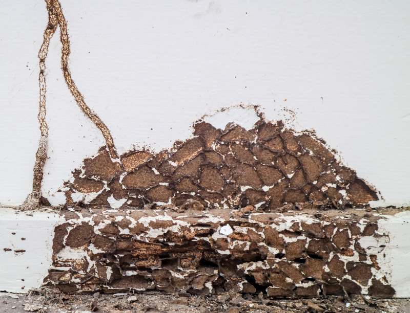 Sometimes termite mud tube stains are a sign that treatment has bee previously performed and all tubes were removed. However, if no contract exists to validate this, a new treatment should be considered to ensure no unseen activity is present.