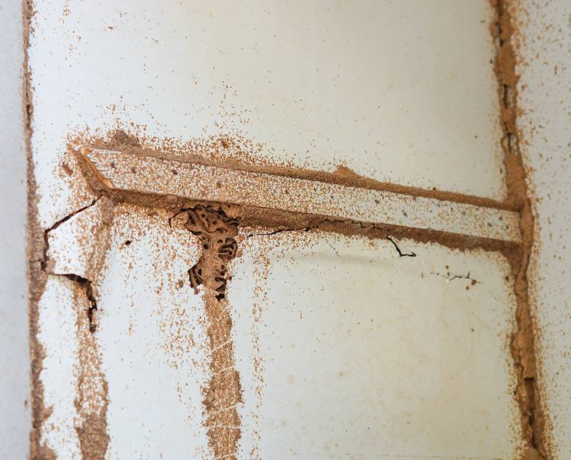 When termite mud tubes are removed or fall away naturally, they can leave behind stains from the dirt they were constructed with.