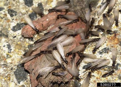 Swarmer termites fly out of their colony to begin new ones.