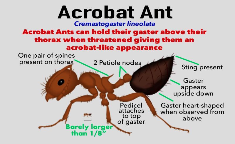 Acrobat Ant