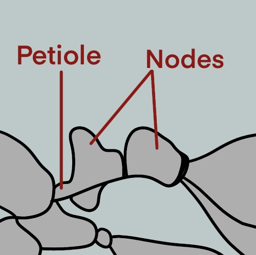 Ants are generally classified into either the one or two petiole node groups.