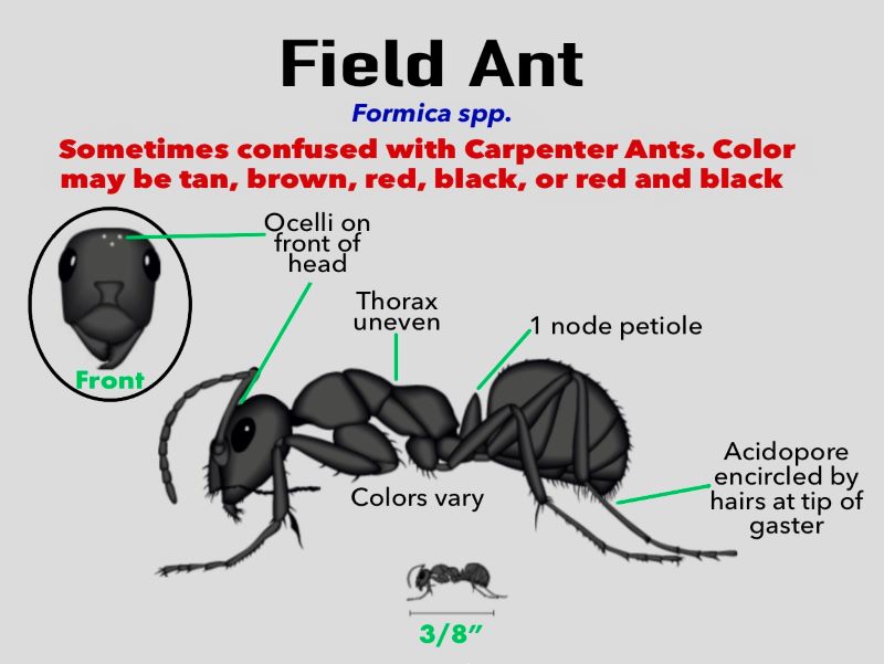 Field Ant