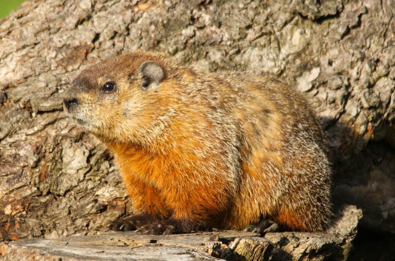 Groundhogs can be easily identified by their reddish-brown coat, short limbs, small ears, and stout body.