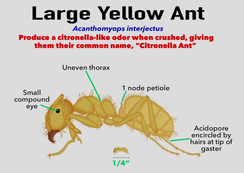 Large Yellow Ant