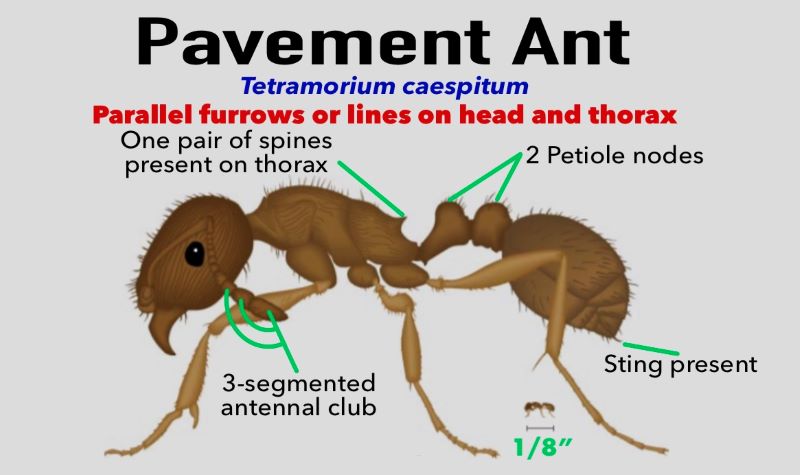 Pavement Ant