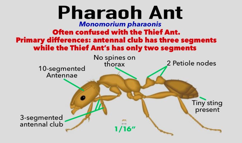 Pharaoh Ant