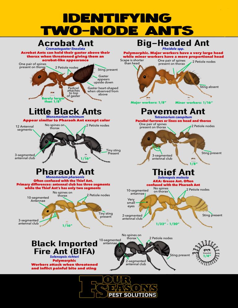Two-node ants can be more aggressive than one-node ants.