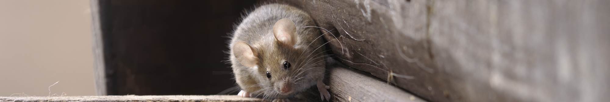 The house mouse is the most common rodent in U.S. homes.