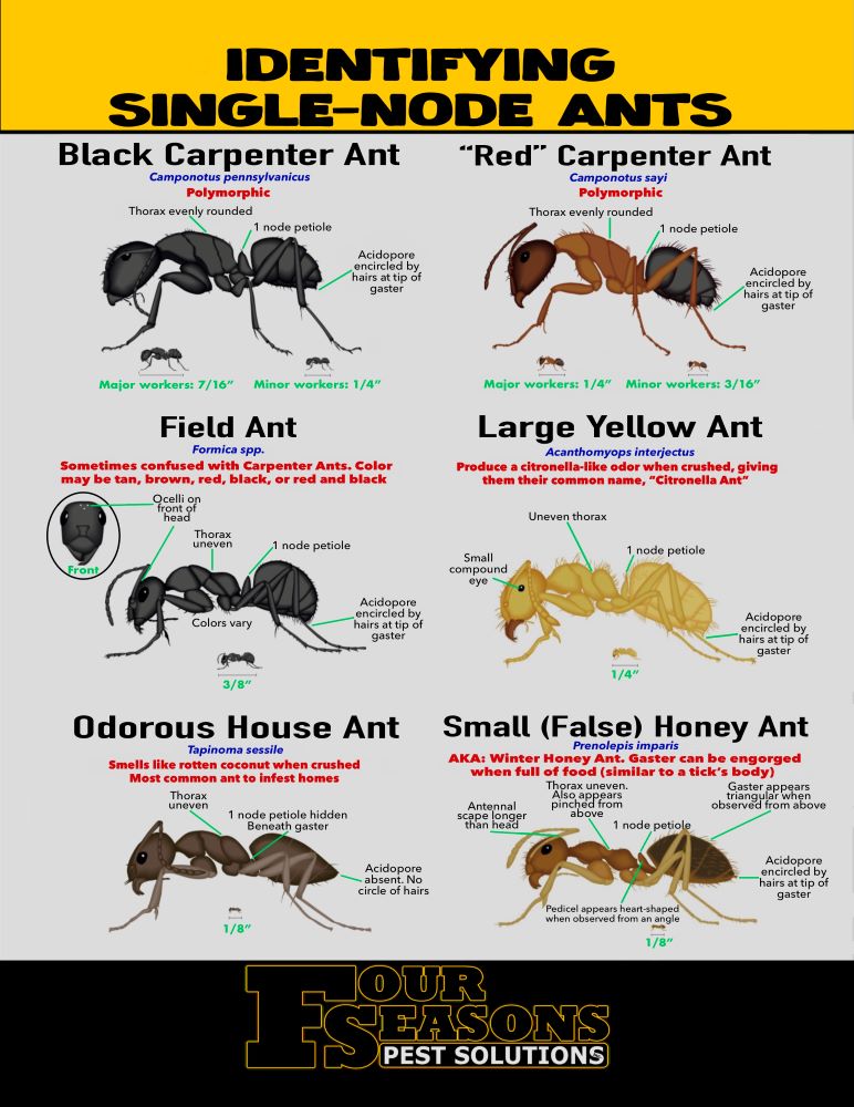 Single node ants are often less aggressive than two-node ants