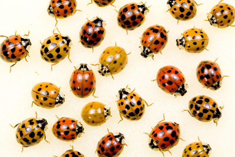 MALB have multiple color variations.