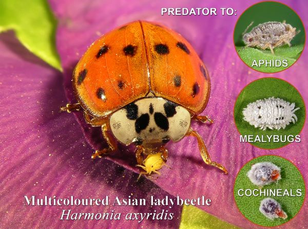 Harmonia axyridis are a threat to native lady beetles.