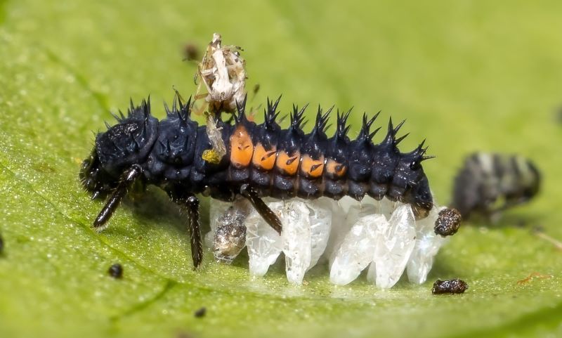 MALB larvae are alligator-shaped and have non-stinging spines on their backs.