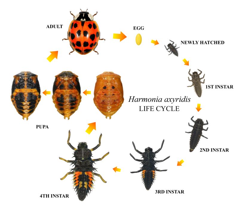 The Asian Lady Beetle larvae molt 4 times before pupating.