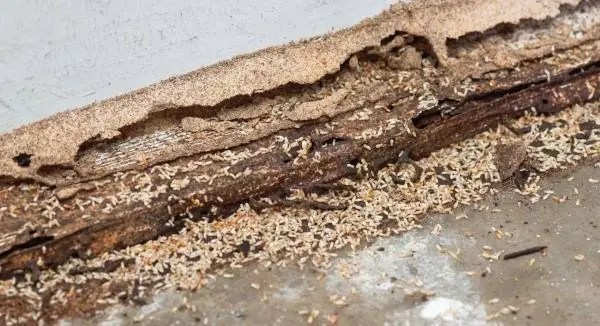 Termite control in Bowling Green KY could save you thousands in damage repairs to your home!