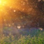 This quick and imformative 'How-To' blog will tell you how to combat Somerset, Kentucky's Summer Mosquito Problem.