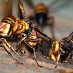 Stings, allergic reactions and potential death are the reasons why wasp control matters in London, KY