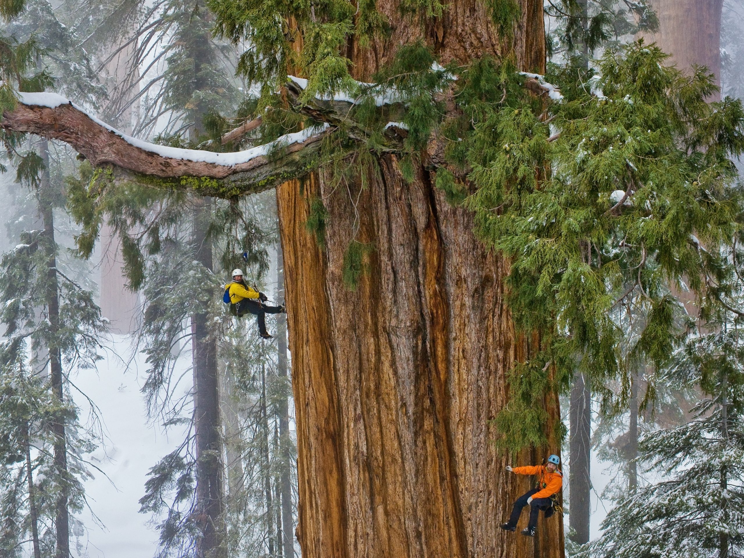 How Long Do Trees Live? Discover the Lifespan of our Beloved Trees