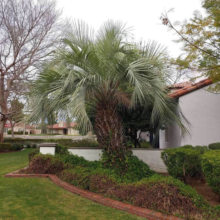 How to Remove Palm Tree Stump: A Complete Guide. - My Heart Lives Here