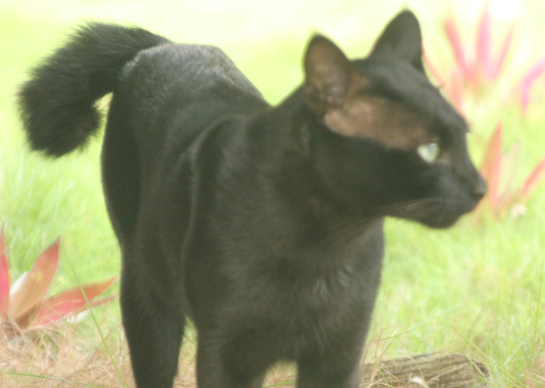 Indonesian short tail cat My Kitty CareMy Kitty Care