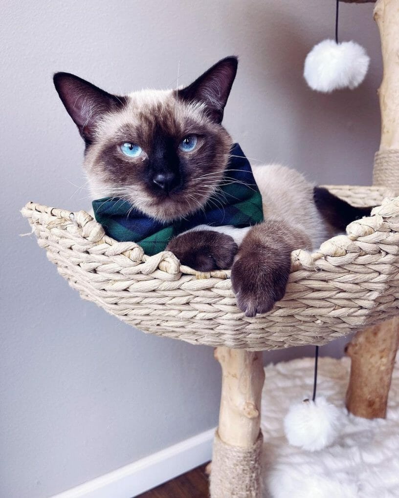 When do siamese cats stop growing? learn about siamese growth and facts!