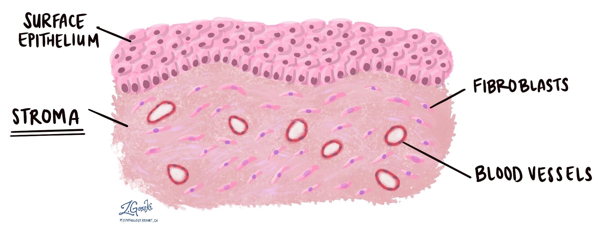 What is the Function of Stroma? What is the Function of Stroma?