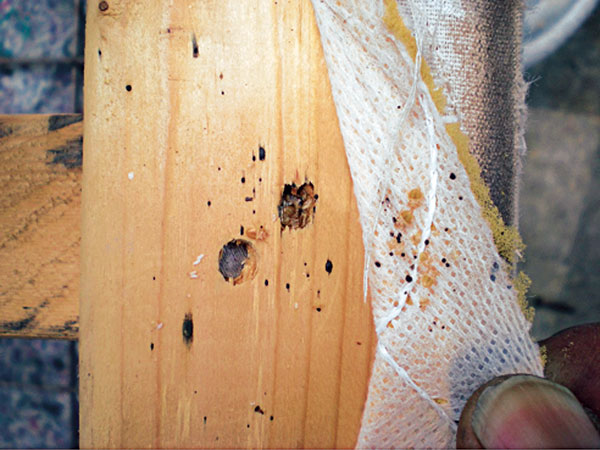 Fixer Bed Bug Furniture Removal Do It Yourself