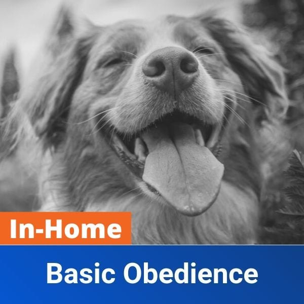 in home dog obedience training