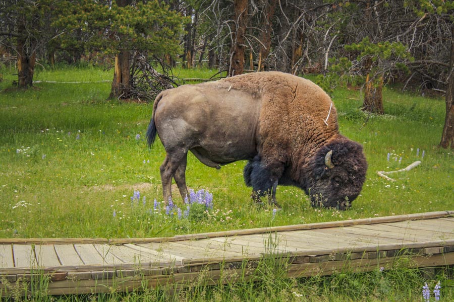 Bison, Exotic Bison you will only see in Yellowstone area in the country species you will only see in Yellowstone area in the country