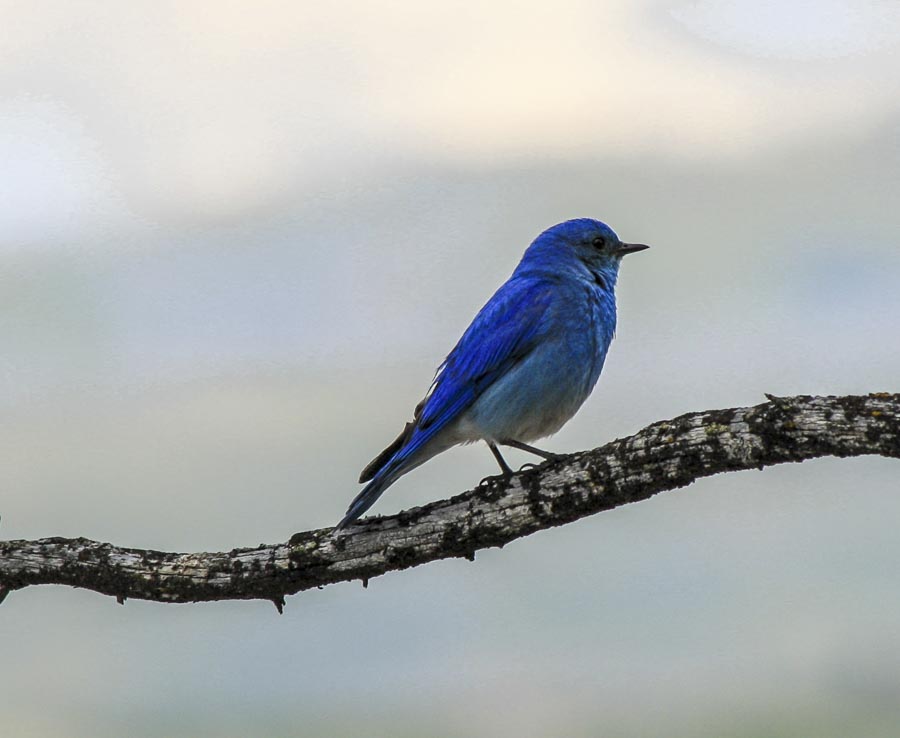 Mountain Bluebird in Yellowstone National Park