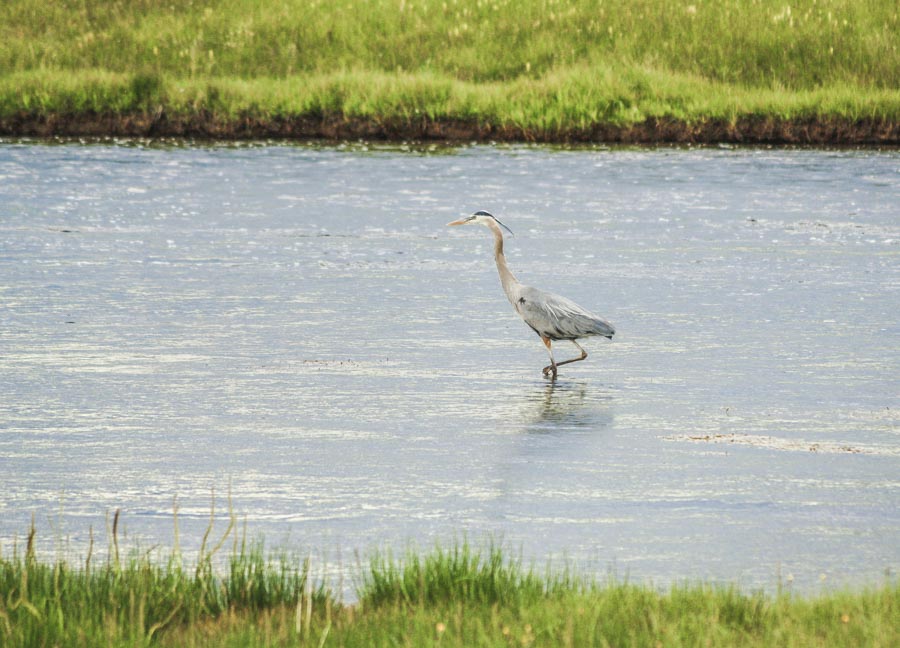 Great Blue Heron in Yellowstone National Park - animals of Yellowstone