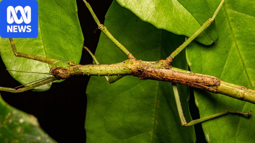 A green stick insect on a leaf