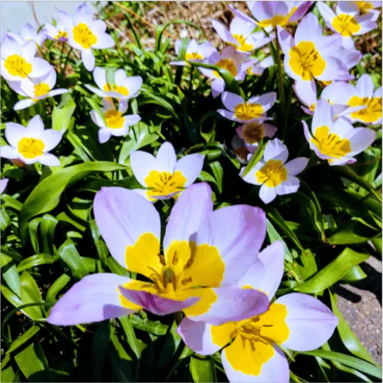 Yellow and lilac flowers