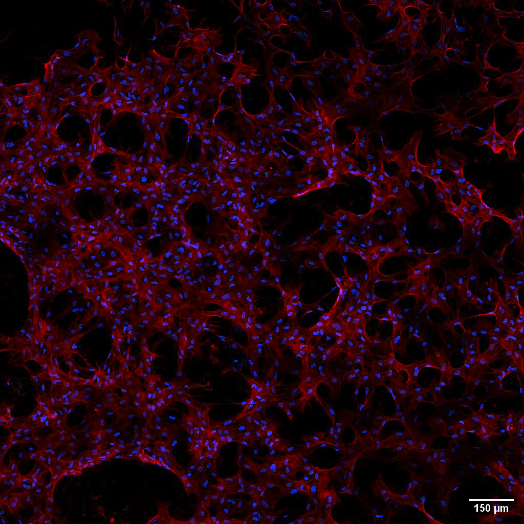 Space Station Cell Studies – NASA