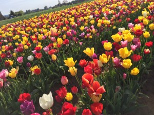 Went to a Tulip festival on Tuesday.