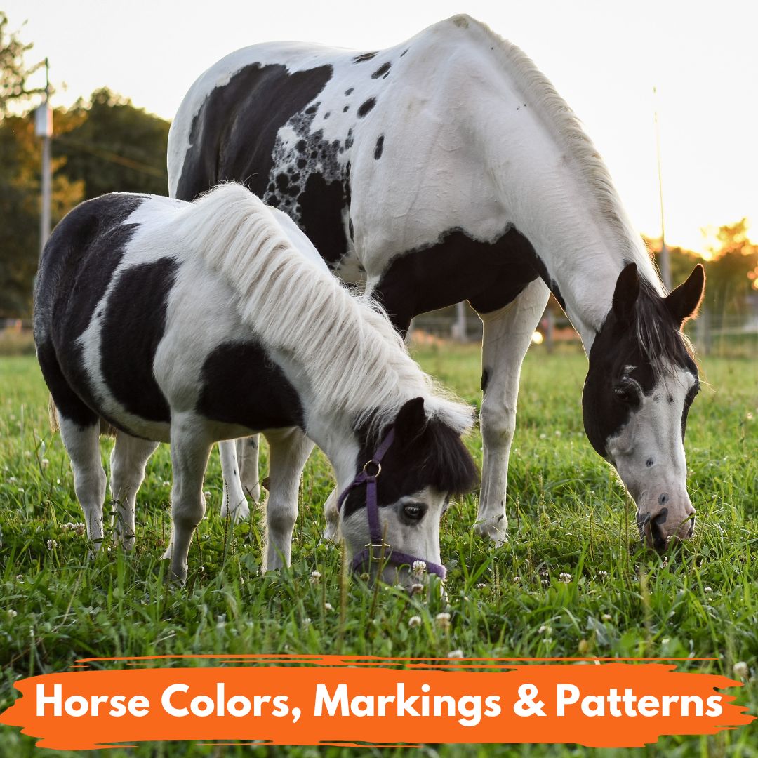 26 common horse colors, markings & patterns