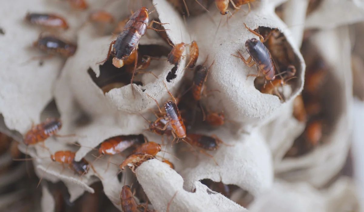 Cluster of small reddish-brown baby cockroaches crawling on a torn egg-carton-like paper shelter