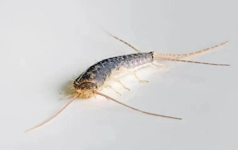 Silverfish with elongated silvery body, long antennae and three tail filaments on a light surface