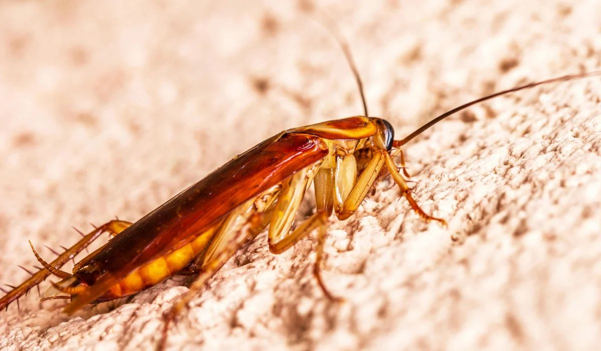 Brown cockroach on a textured wall, illustrating flying cockroaches in homes