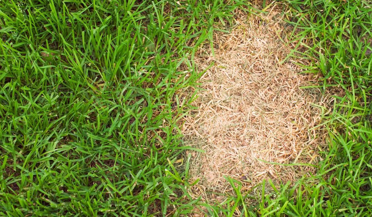 Lawn with a large irregular dead brown patch surrounded by healthy green grass