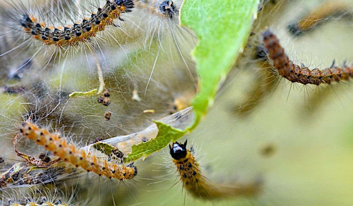 Cluster of hairy orange-and-black caterpillars feeding on green leaves inside a silky web nest