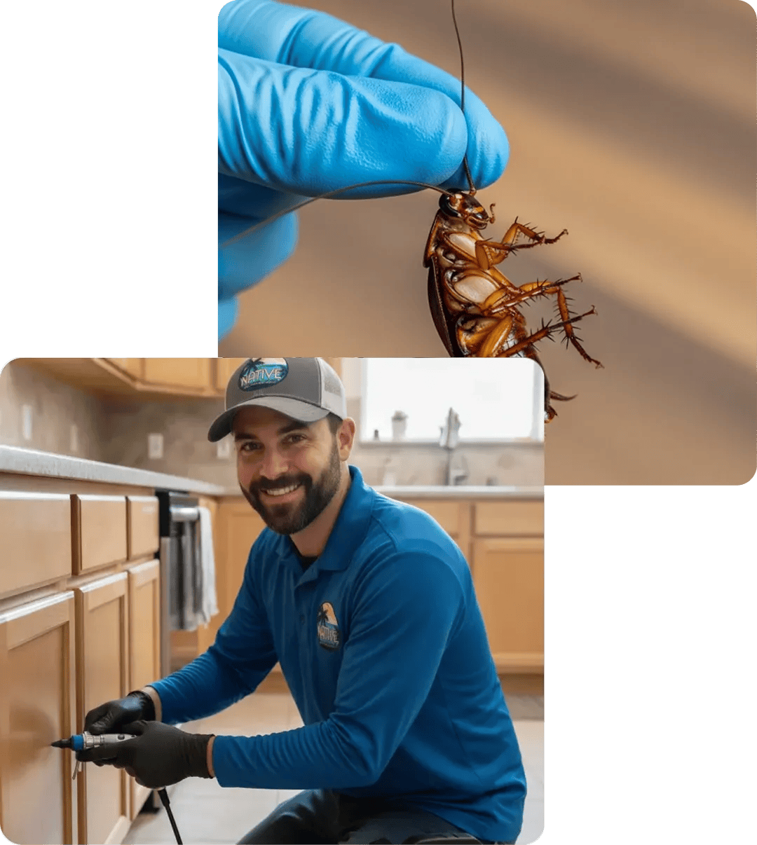 Gloved hand holding a cockroach by its antenna; pest control technician treating the base of a kitchen cabinet