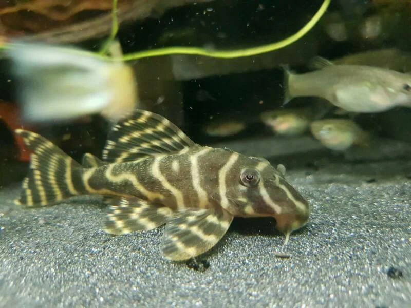 L270 Chocolate Aka Tapajos Zebra Pleco Hypancistrus Sp Tank Bred L046 zebra pleco Hapancistrus zebra.